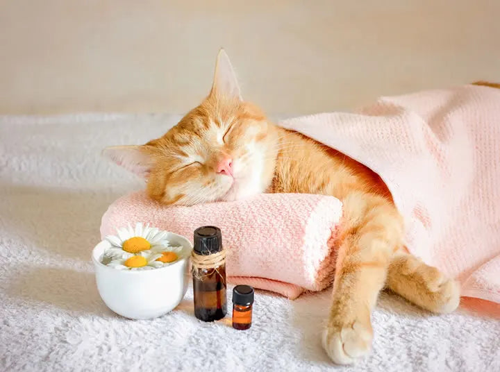 Cat Essentials