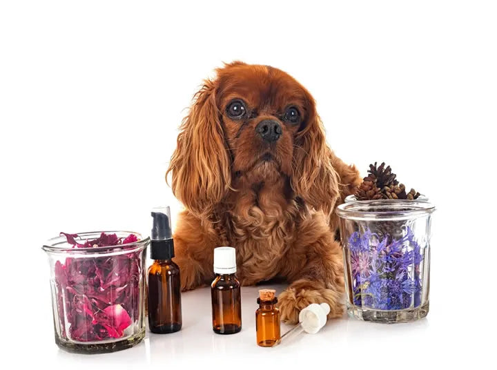 Dog Essentials