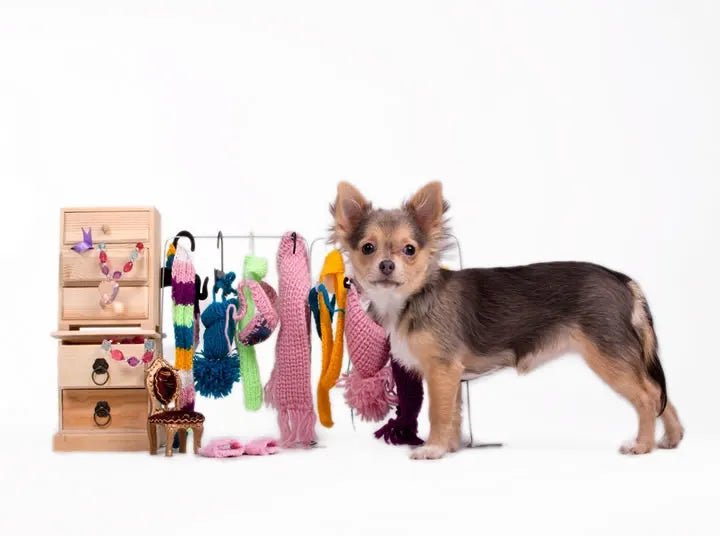 Pet Accessories
