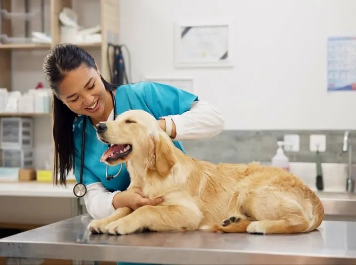 Pet Care and Grooming - Noble Nose