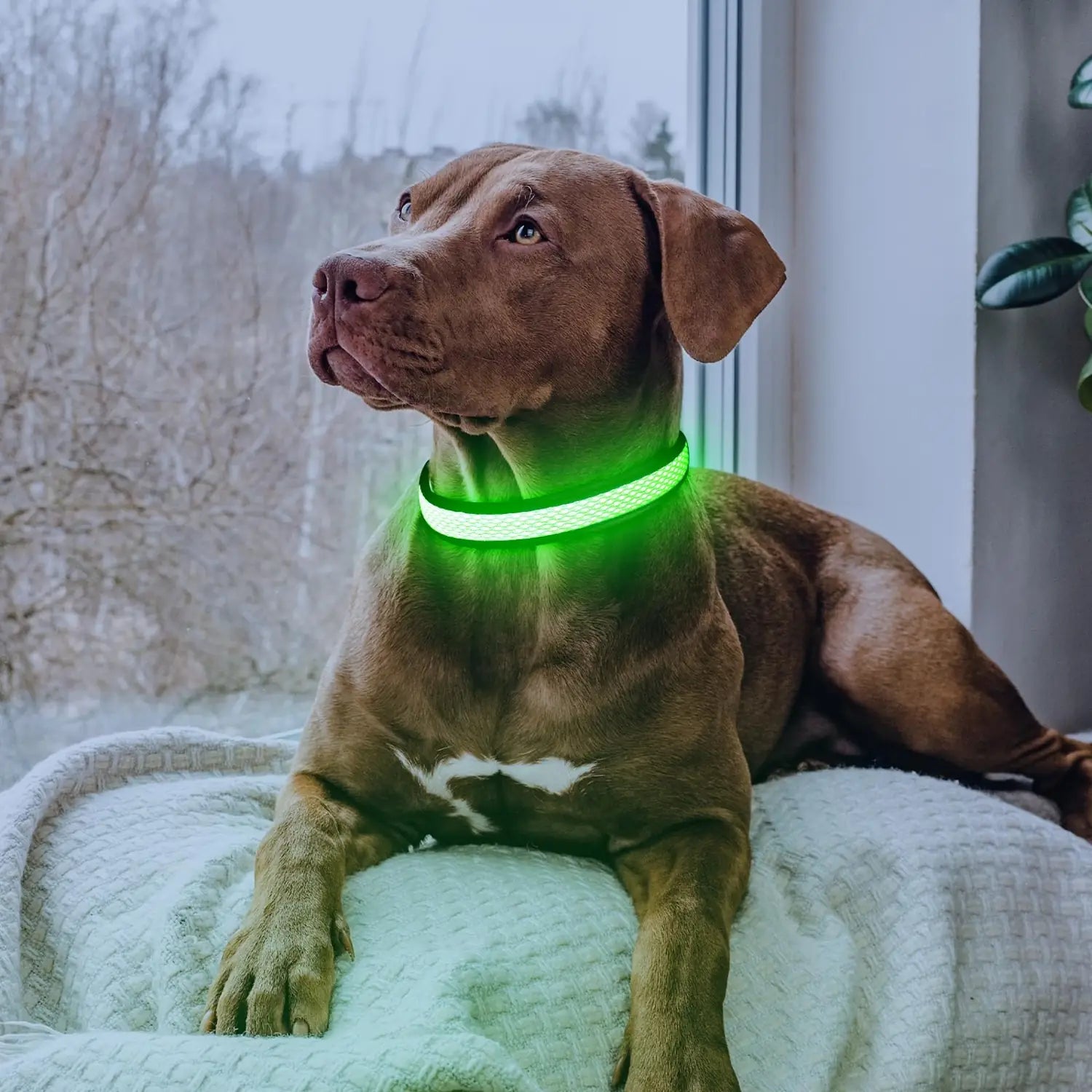 1Pc USB Rechargeable LED Dog Collar Multi Color Lighting Dog Safety Collar Cuttable Length Glow Dog Collar For Small Medium Large Dog Night Walking