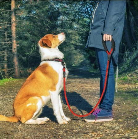Noble Nose Premium Reflective Anti - Slip Dog Leash – Strong, Comfortable Foam Handle & Heavy - Duty Hook - Noble Nose