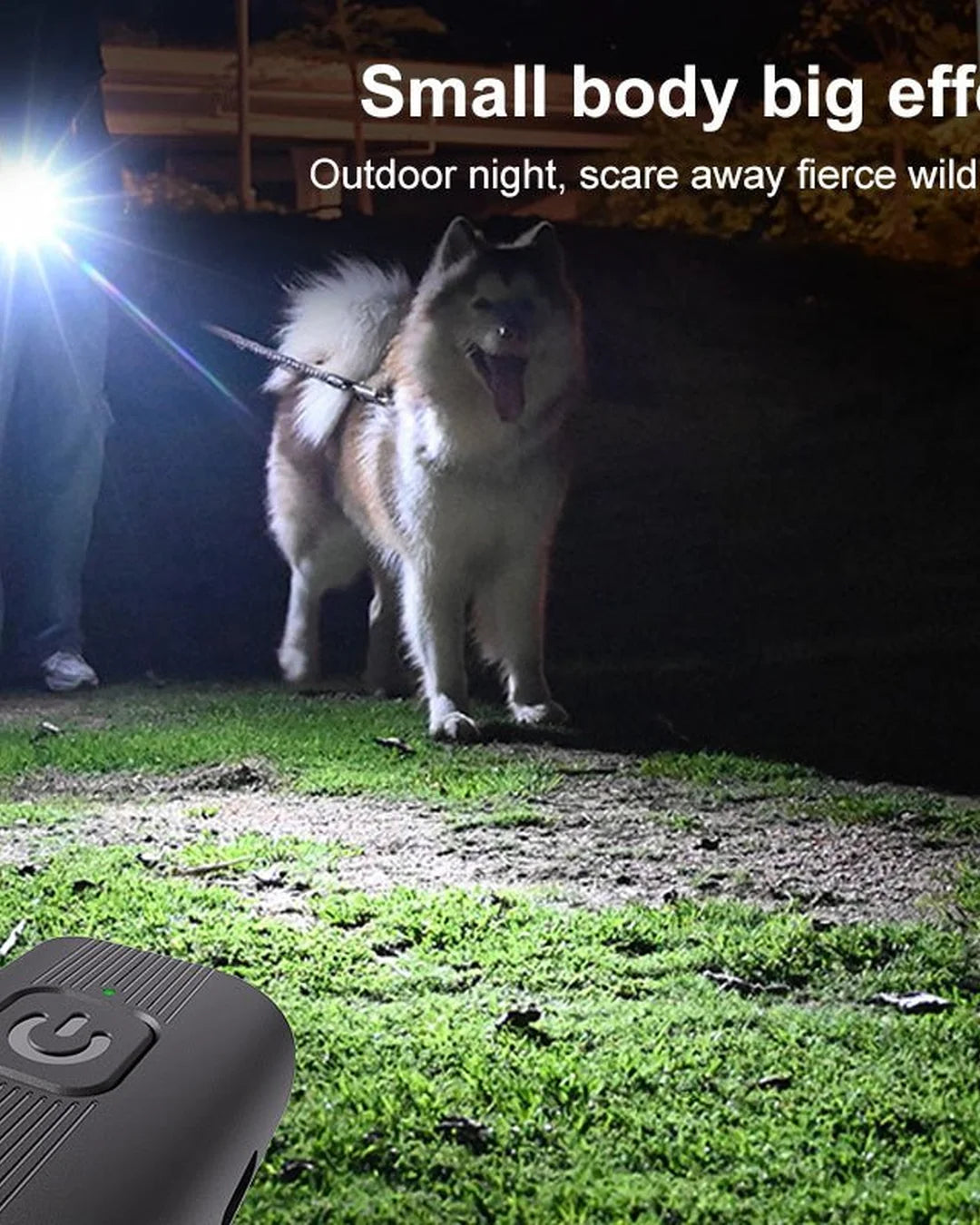 Dog standing outdoors at night with a flashlight and a device on the ground.